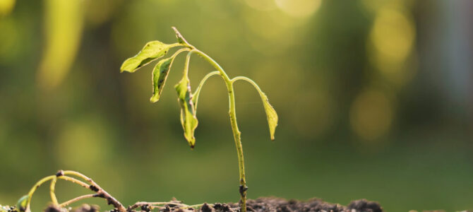 Если вера не растет, она умирает (почему люди отходят от Церкви, и можно ли с этим что-то сделать) Если вера не растет, она умирает (почему люди отходят от Церкви, и можно ли с этим что-то сделать)